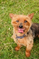 Picture of Yorkshire Terrier sitting down