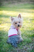 Picture of yorkshire terrier sitting in grass wearing birthday shirt