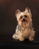 Picture of Yorkshire Terrier sitting on brown background