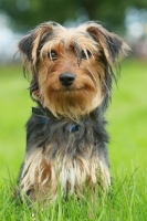 Picture of Yorkshire Terrier sitting on grass
