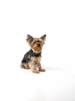 Picture of Yorkshire Terrier sitting on white background