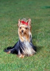 Picture of yorkshire terrier sitting 