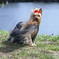 Picture of yorkshire terrier standing in the wind