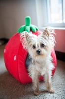 Picture of yorkshire terrier standing in strawberry-shaped dog bed