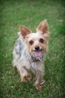 Picture of yorkshire terrier standing in grass with one paw raised