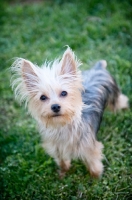 Picture of yorkshire terrier standing in grass
