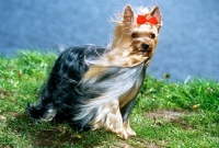 Picture of yorkshire terrier standing in the wind in germany