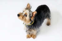 Picture of Yorkshire Terrier standing in studio on white background