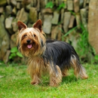 Picture of Yorkshire Terrier standing on grass