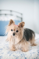 Picture of yorkshire terrier standing on bed