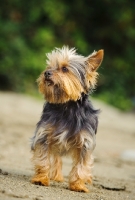 Picture of Yorkshire Terrier standing on sand