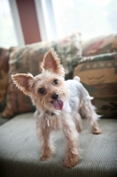Picture of yorkshire terrier standing on green couch