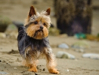 Picture of Yorkshire Terrier standing on sandy beach