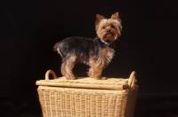 Picture of Yorkshire Terrier standing on basket