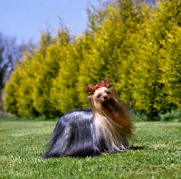 Picture of yorkshire terrier standing 