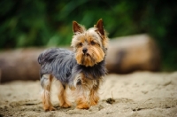 Picture of Yorkshire Terrier staning on sand