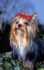 Picture of yorkshire terrier, sweetie, portrait