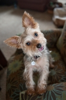 Picture of yorkshire terrier tilting head with paws up on arm of chair