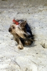 Picture of yorkshire terrier trotting towards camera