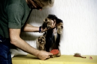 Picture of yorkshire terrier upside down being groomed