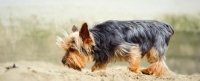 Picture of Yorkshire Terrier walking on beach
