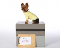 Picture of Yorkshire Terrier wearing a jumper