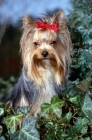 Picture of yorkshire terrier wearing red bow