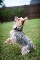 Picture of yorkshire terrier with front legs in air
