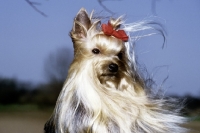 Picture of yorkshire terrier with hair blowing in the wind