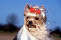 Picture of yorkshire terrier with hair blowing in the wind