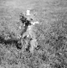 Picture of yorkshire terrier with hair in crackers