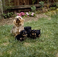 Picture of yorkshire terrier with puppies
