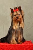 Picture of Yorkshire Terrier with red bow