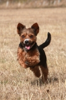 Picture of Yorkshire Terrier x Jack Russell