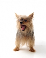 Picture of Yorkshire Terrier yawning