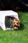 Picture of yorkshire terriercoming out of a travelling box