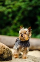 Picture of Yorkshire Terrier