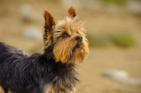 Picture of Yorkshire Terrier