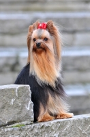 Picture of Yorkshire Terrier
