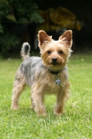 Picture of Yorkshire Terrier