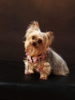 Picture of Yorkshire Terrier