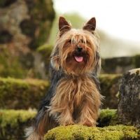 Picture of Yorkshire Terrier