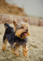 Picture of Yorkshire Terrier