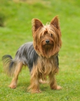 Picture of Yorkshire Terrier