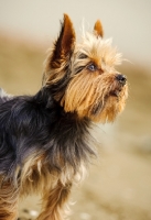 Picture of Yorkshire Terrier