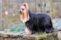 Picture of Yorkshire Terrier