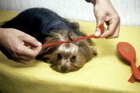 Picture of yorshire terrier having a bow tied