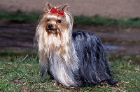 Picture of yorshire terrier in show coat standing