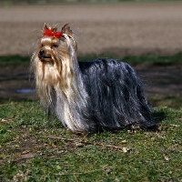 Picture of yorshire terrier standing, tricolore casanova