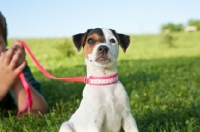 Picture of Younf Jack Russell on lead